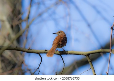 Brown Thrasher perched in a tree.