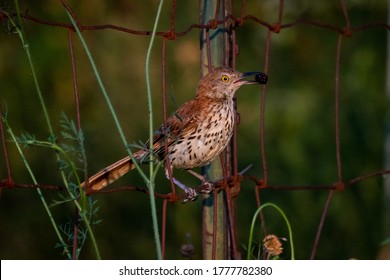 Brown thrasher sitting on old wire fence, carrying wild raspberry.