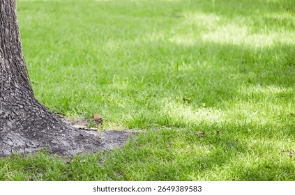 The brown thrasher, sometimes erroneously called the brown thrush or fox-colored thrush, is a bird in the family Mimidae, which also includes the New World catbirds and mockingbirds.