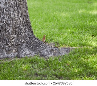 The brown thrasher, sometimes erroneously called the brown thrush or fox-colored thrush, is a bird in the family Mimidae, which also includes the New World catbirds and mockingbirds.