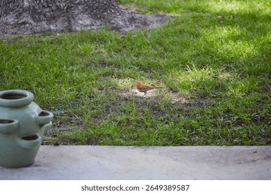 The brown thrasher, sometimes erroneously called the brown thrush or fox-colored thrush, is a bird in the family Mimidae, which also includes the New World catbirds and mockingbirds.