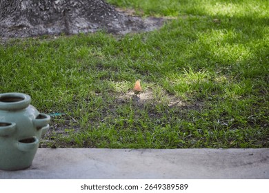 The brown thrasher, sometimes erroneously called the brown thrush or fox-colored thrush, is a bird in the family Mimidae, which also includes the New World catbirds and mockingbirds.