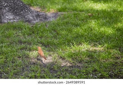 The brown thrasher, sometimes erroneously called the brown thrush or fox-colored thrush, is a bird in the family Mimidae, which also includes the New World catbirds and mockingbirds.