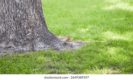 The brown thrasher, sometimes erroneously called the brown thrush or fox-colored thrush, is a bird in the family Mimidae, which also includes the New World catbirds and mockingbirds.
