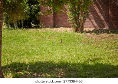 The brown thrasher, sometimes erroneously called the brown thrush or fox-coloured thrush, is a bird in the family Mimidae, which also includes the New World catbirds and mockingbirds.