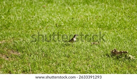 The brown thrasher, sometimes erroneously called the brown thrush or fox-coloured thrush, is a bird in the family Mimidae, which also includes the New World catbirds and mockingbirds.