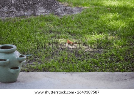 The brown thrasher, sometimes erroneously called the brown thrush or fox-colored thrush, is a bird in the family Mimidae, which also includes the New World catbirds and mockingbirds.