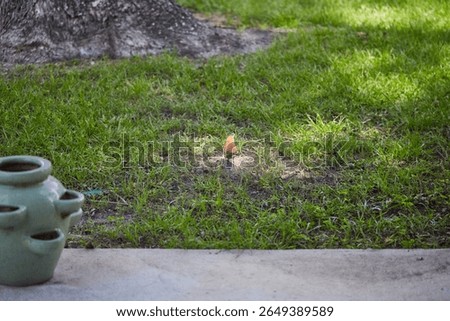 The brown thrasher, sometimes erroneously called the brown thrush or fox-colored thrush, is a bird in the family Mimidae, which also includes the New World catbirds and mockingbirds.