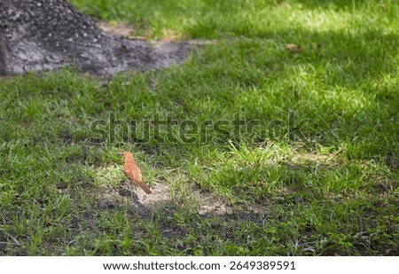 The brown thrasher, sometimes erroneously called the brown thrush or fox-colored thrush, is a bird in the family Mimidae, which also includes the New World catbirds and mockingbirds.