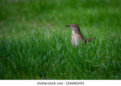 A brown thrasher standing in grass.