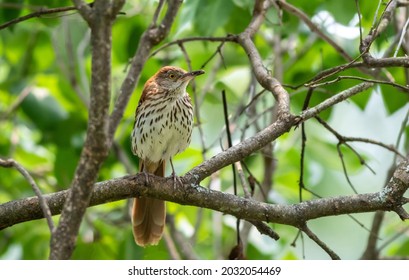 Brown Thrasher (Toxostoma rufum) perched in tree