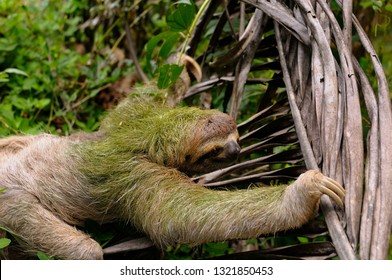 Brown Throated Three Toed Sloth Climbing On A Dead Palm Branch In Costa Rica