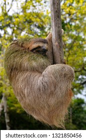 Brown Throated Three Toed Sloth Hanging At The End Of A Branch In Costa Rica