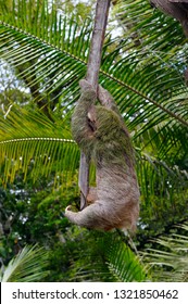 Brown Throated Three Toed Sloth Hanging At The End Of His Rope In Costa Rica