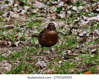 Brown Thrush Facing Camera On Ground, Inquisitive Gaze And Sharp Eye Detail, Rich Chestnut Plumage, Leafstrewn