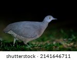 A Brown Tinamou walks on the grass at Cruce Caballero, Misiones, Argentina
