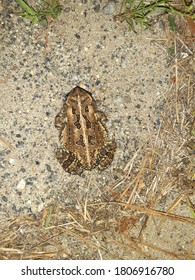 Brown toad on the ground