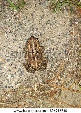 Brown toad on the ground