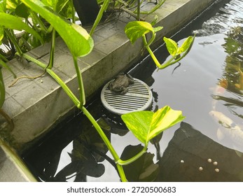 A brown toad resting on a circular pond filter surrounded by green leaves, with koi fish swimming in the background. Peaceful garden pond scene.