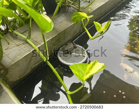 A brown toad resting on a circular pond filter surrounded by green leaves, with koi fish swimming in the background. Peaceful garden pond scene.