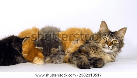 Brown Tortie Blotched Tabby, blue Blotched Tabby and Cream Blotched tabby and Brown Blotched Tabby Maine Coon, Domestic Cat, Female and Kitten Suckling against White Background, Normandy in France