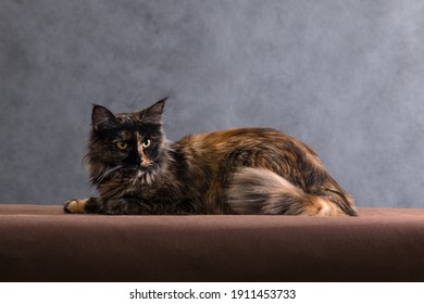 ねこ 横向き の画像 写真素材 ベクター画像 Shutterstock