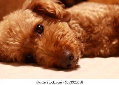 Brown Toy Poodle.