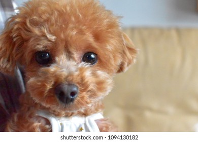 Brown Toy Poodle.