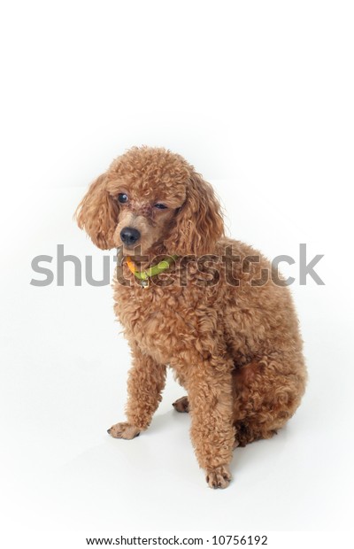 Foto Stok Brown Toy Poodle Classic Poodle Cut Edit Sekarang 10756192