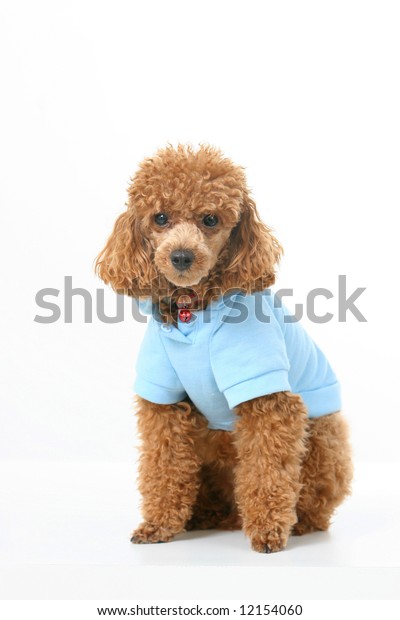 blue toy poodle
