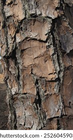 Brown tree bark close up             
