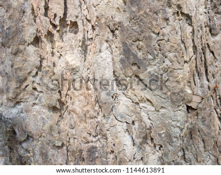 Brown tree Bark Texture Background. Natural tree bark texture for design