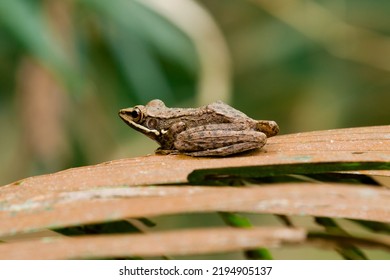 Brown Tree Frog. Photo Close Up Brown Tree Frog Stock Photo.