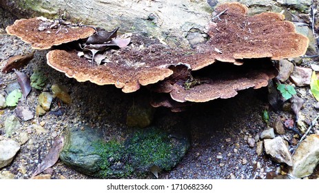 Brown Tree Fungi, Tsitsikamma Forest, South Africa