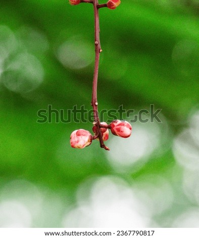 a brown tree and a red bud dangling on a branch, in the style of bokeh, light green, matte photo, luminous spheres, macro zoom, delicate flowers, pointillistic