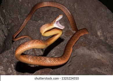 Brown Tree Snake