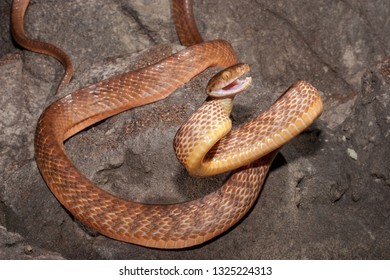 Brown Tree Snake