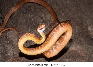 Brown Tree Snake