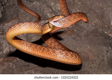 Brown Tree Snake