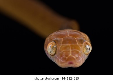 Brown Tree Snake (Boiga Irregularis)