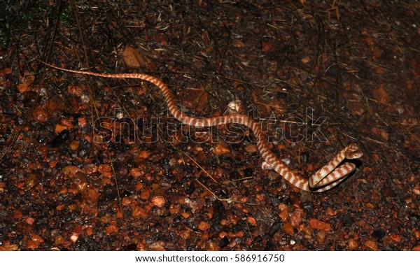 Brown Tree Snake Boiga Irregularis Arboreal Stock Image Download Now