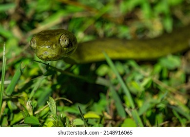 Brown Tree Snake On Guam