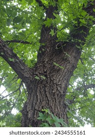 Brown treetrunk with beautiful green leaves