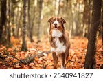 A brown tricolor australian shepherd dog in fall season