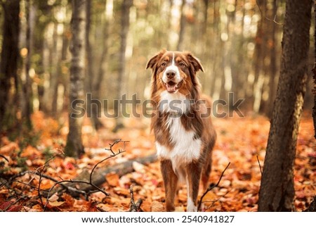 Similar – Image, Stock Photo Portrait of Australian Shepherd puppy bathing in water in Beskydy mountains, Czech Republic. Enjoying the water and looking for his master