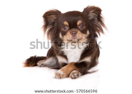 brown tricolor chihuahua dog lying down with crossed paws on white