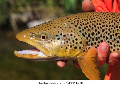 Brown Trout