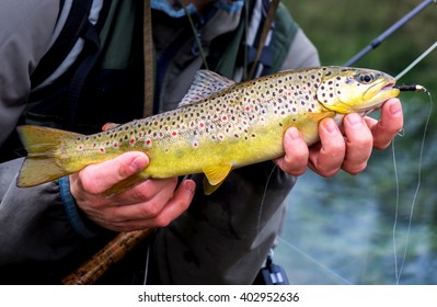 Brown Trout