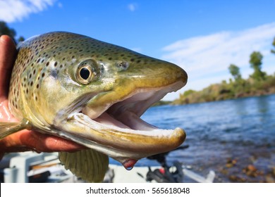 Brown Trout