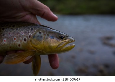 brown trout being caught by a fly fisherman
